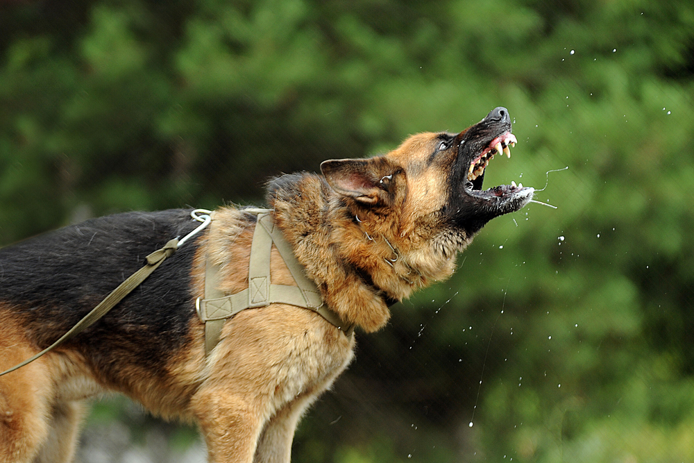 Aggressive Dog Photo of an Aggressive Dog